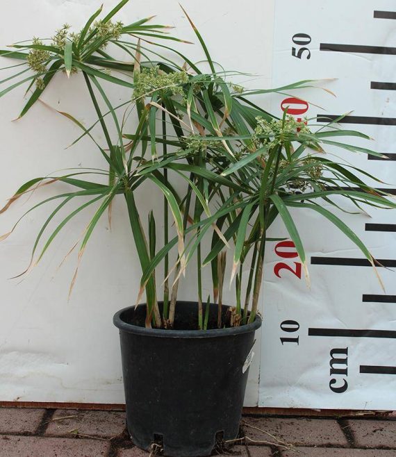 Cyperus Alternifolius