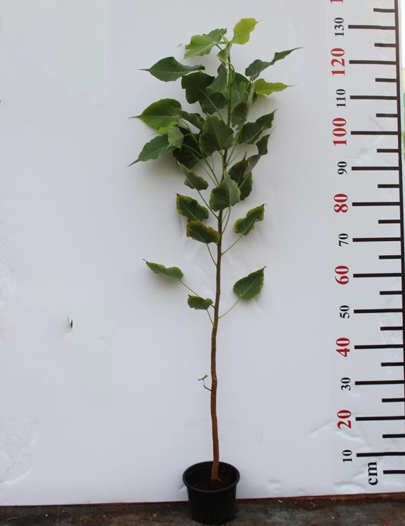 Ficus religiosa 1.2m