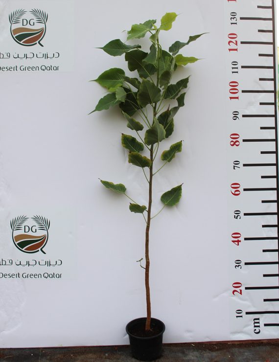 Ficus religiosa 1.2m - Image 2