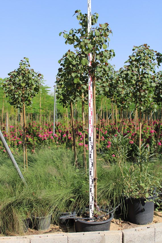 Hibiscus Tiliaceus Rubra 2-2.5m