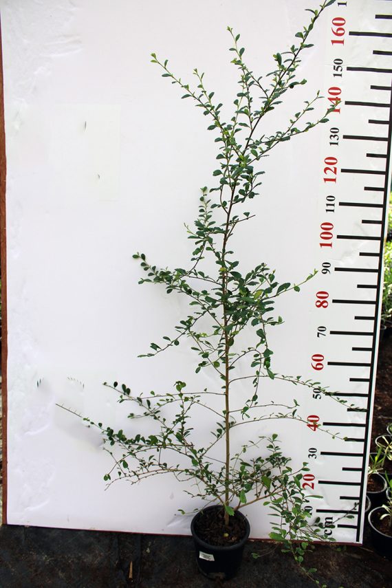 Ehretia microphylla 15-20cm - Image 2