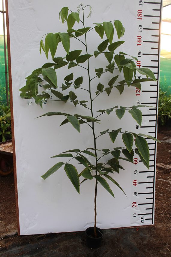 Cassia fistula (40 - 50cm Height in 15cm Pot)