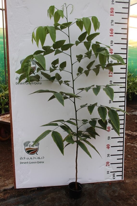 Cassia fistula (40 - 50cm Height in 15cm Pot) - Image 2