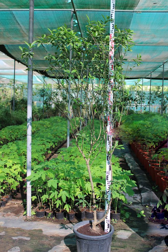 Citrus Lemon 'Bin Zaheer' ( 1.5 - 2.0m Height & Bushy )