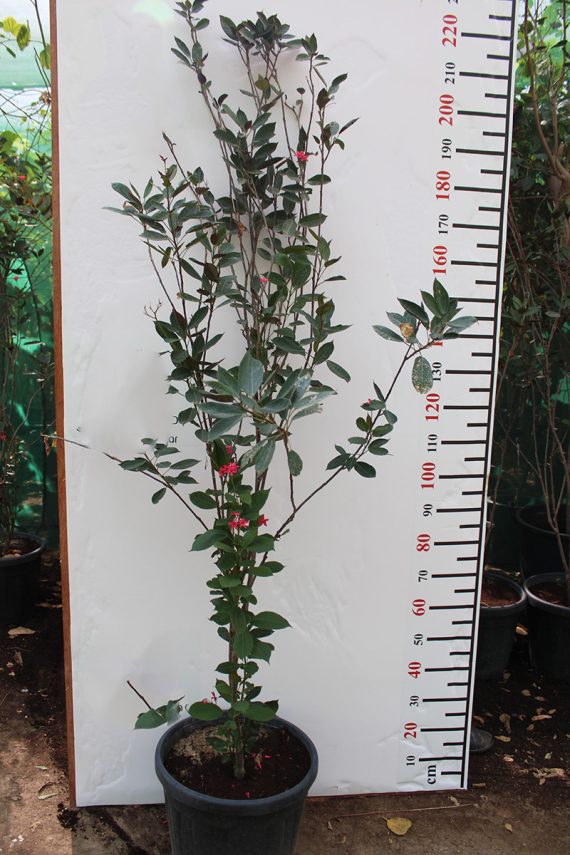 Jatropha Integerrima 1.8-2m