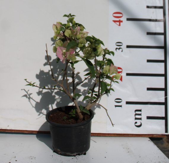 Bougainvillea 'Coco Ice' 40-50cm