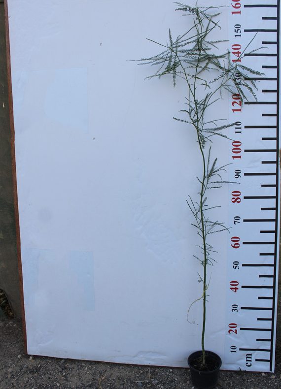 Parkinsonia Aculeata 20-30cm