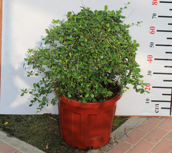 Ehretia microphylla ( Ball ) 40cm