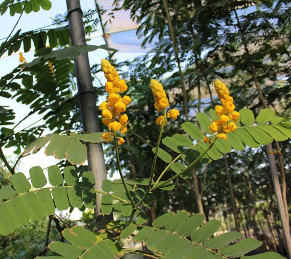 Cassia Alata 2-2.5m