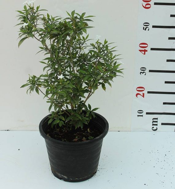 tabernaemontana chinensis 4pp