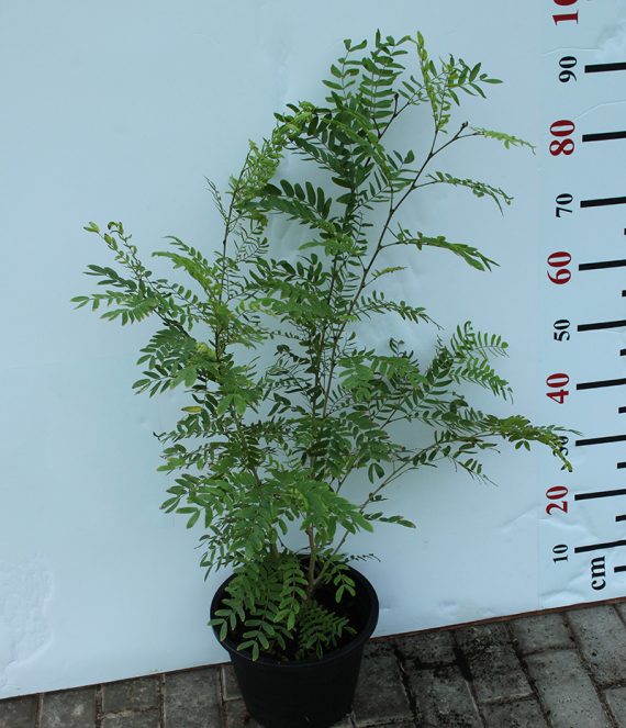 Calliandra haematocephala 40-50cm