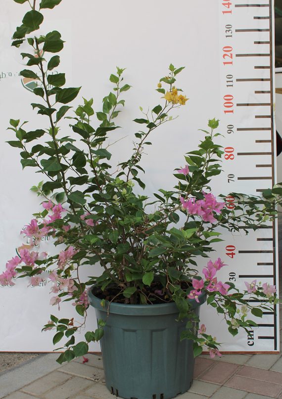 Bougainvillea Glabra "Mix Col" 50-60cm - Image 2