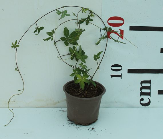 Ipomoea Cairica Palmata 20-25cm