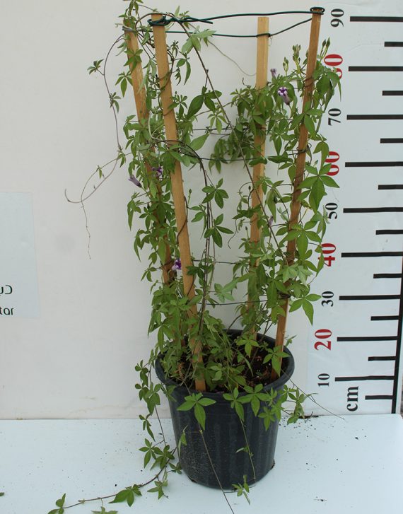 Ipomoea Cairica Palmata 40-50cm