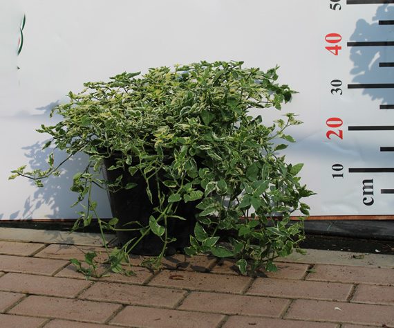 Asystasia Gangatica (15-20cm Ht, 10ltr Pot)