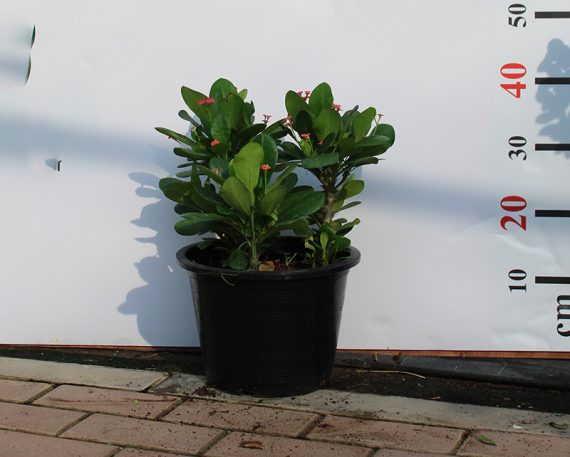 Euphorbia Millii 3pp bushy