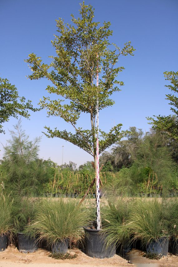 Bucida buceras 4-5m