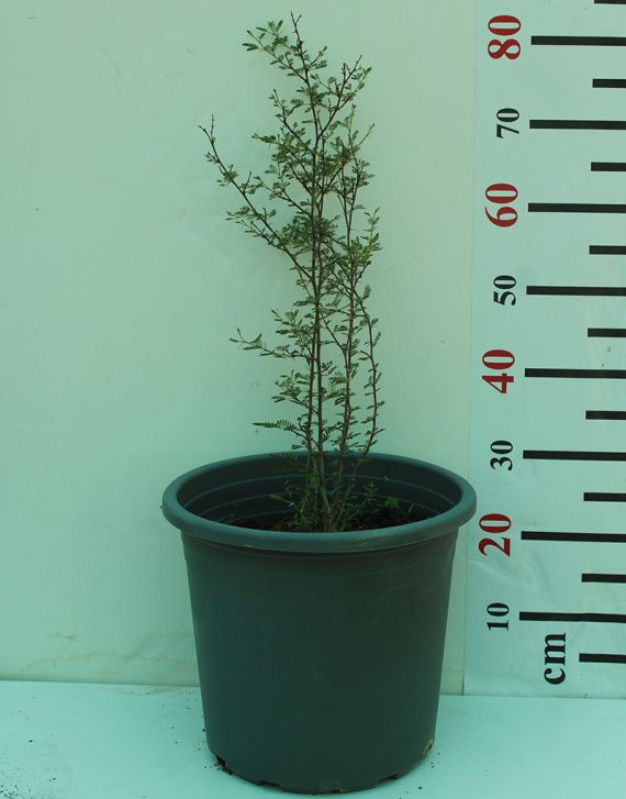 Acacia Tortalis 70-80cm