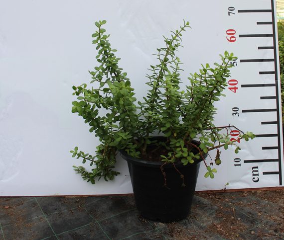 Crassula argentea  (3pp Bushy) - Image 2