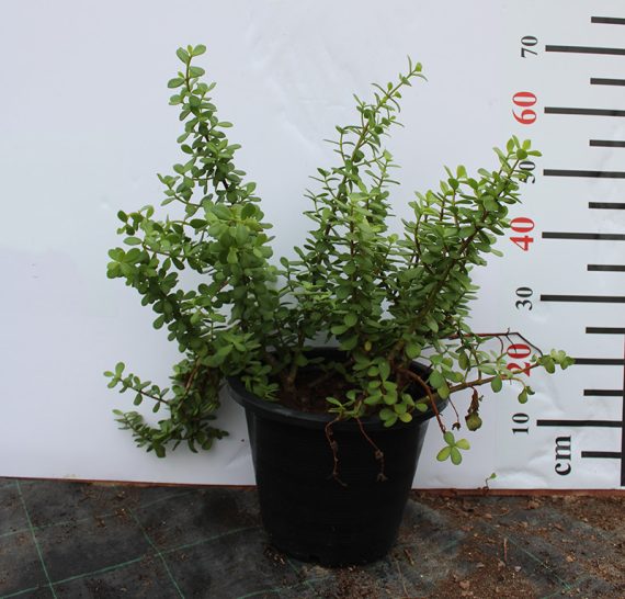 Crassula argentea  (3pp Bushy)