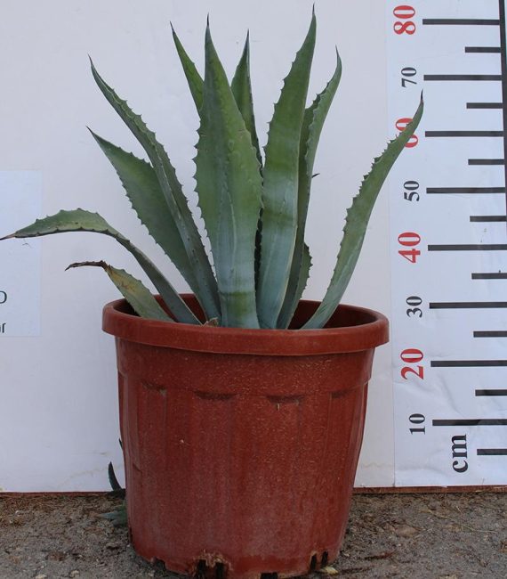 Agave Americana