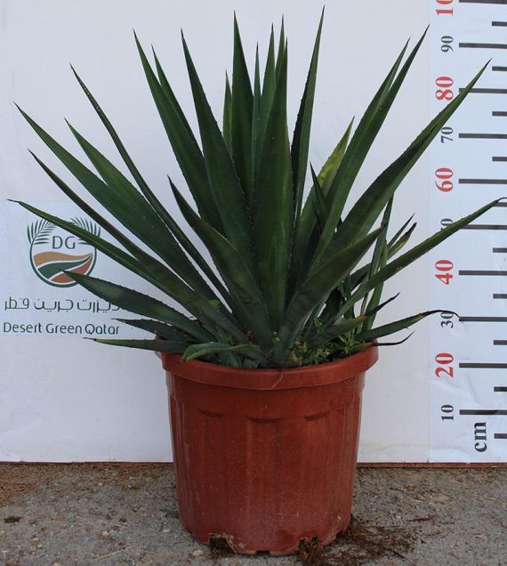 Agave Sisalana