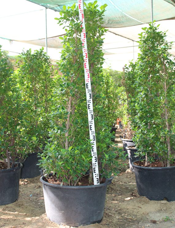 Ficus diversifolia 'Cone shape ( 3pp bushy )