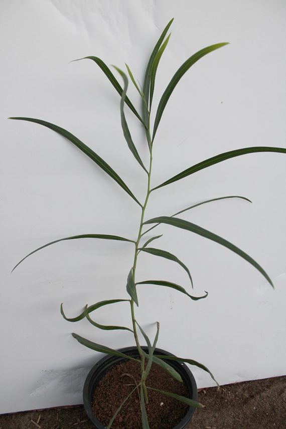 Acacia Saligna 40-50cm - Image 4