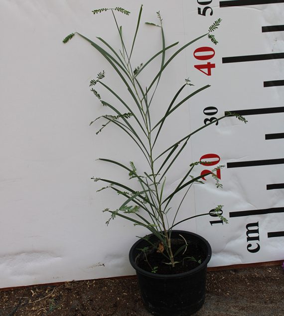 Acacia Saligna 40-50cm - Image 3