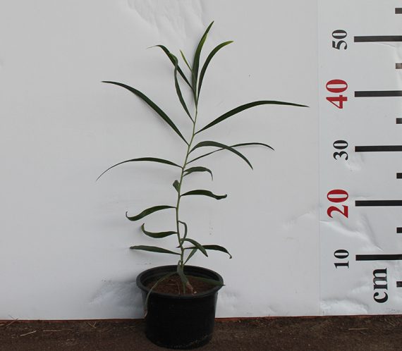 Acacia Saligna 40-50cm - Image 2