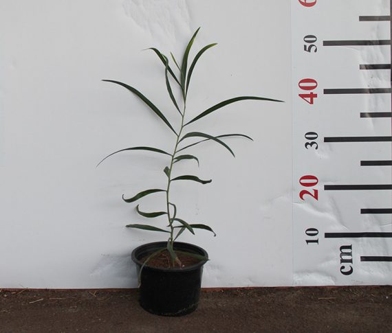 Acacia Saligna 40-50cm