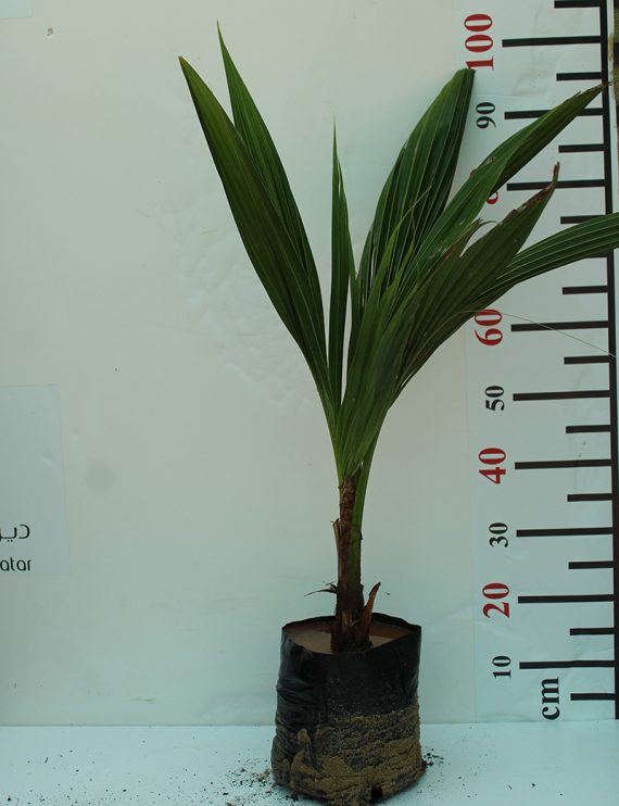 Cocos Nucifera 80cm