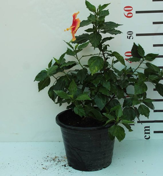 Hibiscus Rosesty (Orange) 60-80cm