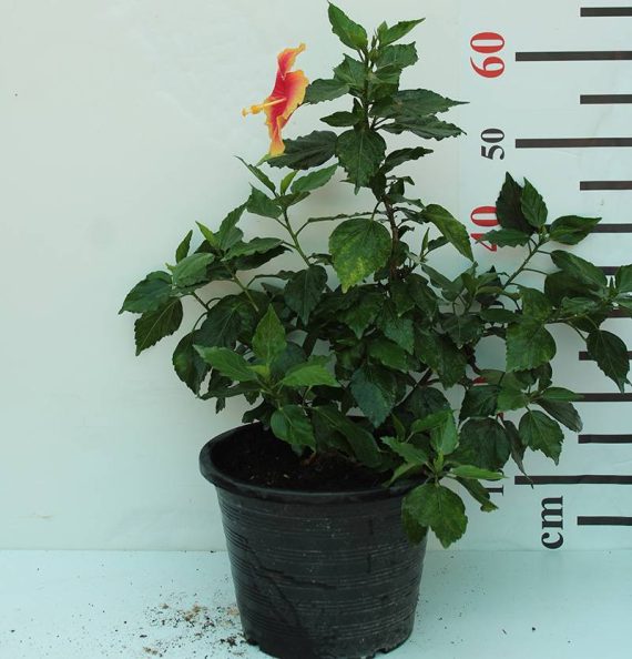 Hibiscus Rosesty (Orange) 60-80cm - Image 2