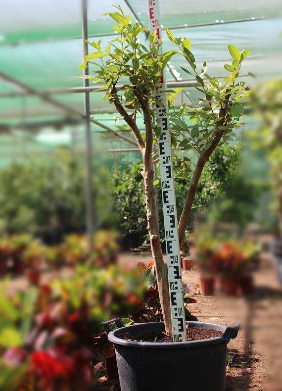 Psidium "Guava" Pakistan 1.8m