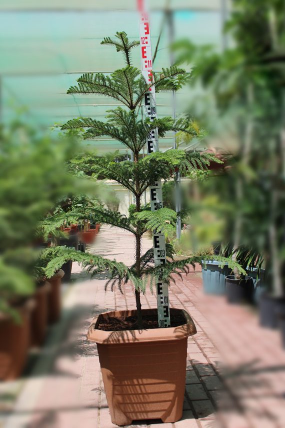 Araucaria cunninghamii 1m