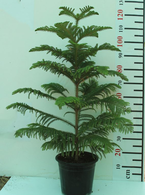 Araucaria cunninghamii 1m