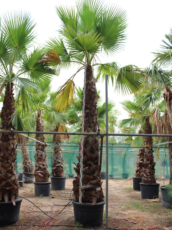 Washingtonia robusta (3-3.5m CT Height )