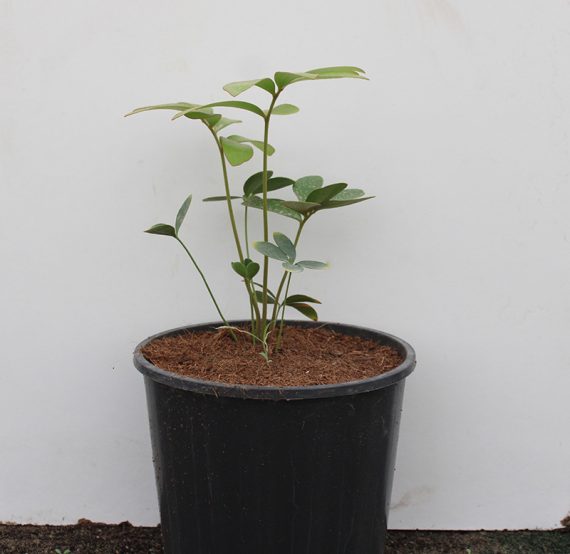 Zamia furfuracea (10-20 cm O.A Ht,6ltr pot)