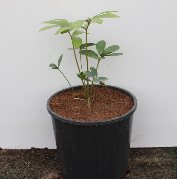 Zamia furfuracea (10-20 cm O.A Ht,6ltr pot) - Image 2