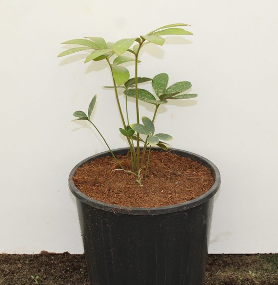 Zamia furfuracea (10-20 cm O.A Ht,6ltr pot) - Image 3