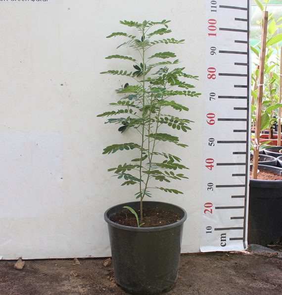 Cassia glauca (1.5 - 1.8m Over All Height )