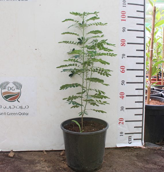 Cassia glauca (1.5 - 1.8m Over All Height ) - Image 2