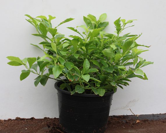 Duranta (Repens Golden) (40 - 50cm Height, 1PP )