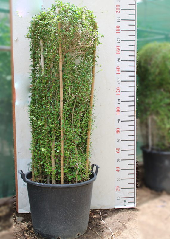 Ehretia microphylla Cylinder 1.8m