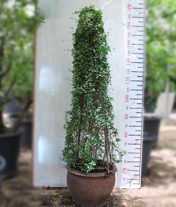 Ehretia Cone Shape (1.5 Meter Total Height )