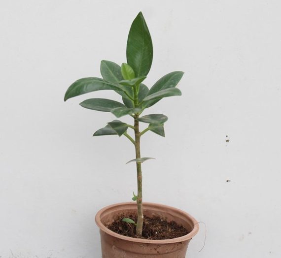 Ficus 'hawaii' (20 - 25cm Ht in 10cm Pot )