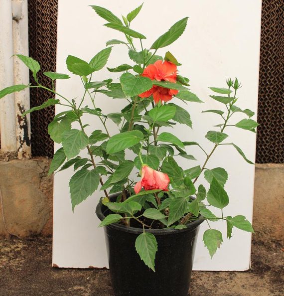 Hibiscus red double  flower (60-80cm Height, 3PP & Bushy)