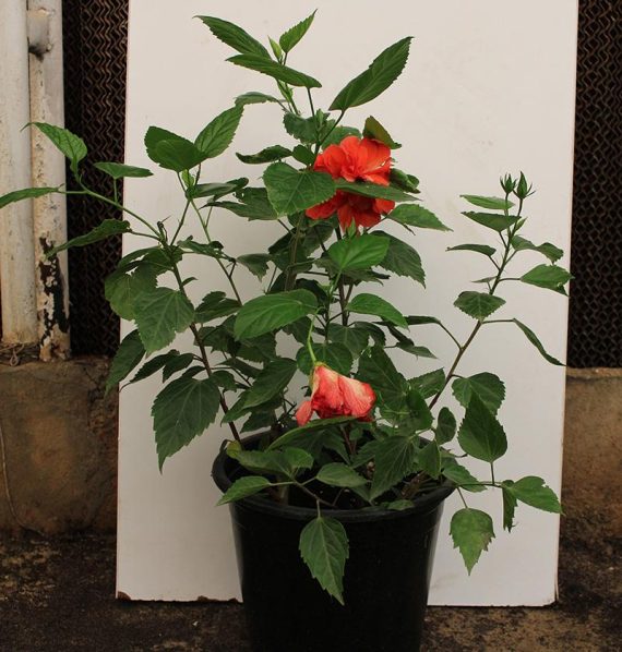 Hibiscus red double  flower (60-80cm Height, 3PP & Bushy) - Image 2