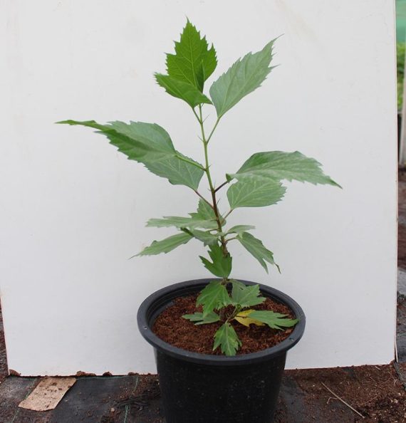 Hibiscus rosa-sinensis 20-30cm